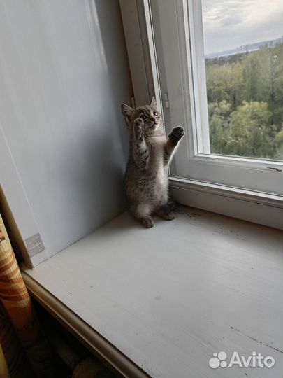 Котёнок