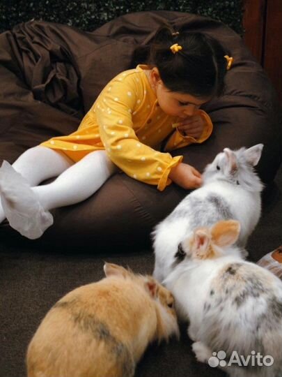 Билет в кафе с кроликами