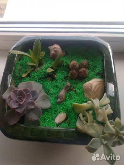 Горшки для цветов и растения