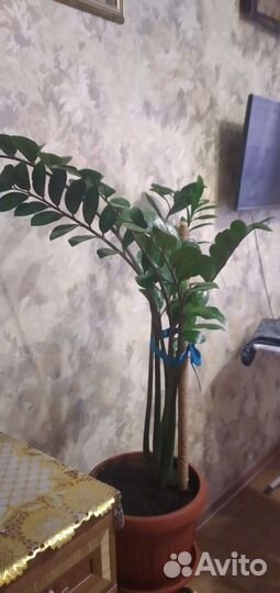 Замиокулькас