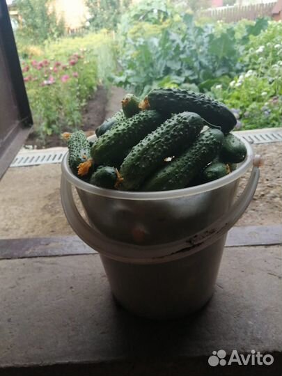 Огурцы домашнии 5 л