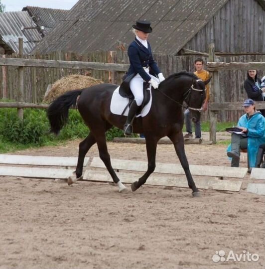 Продам лошадь