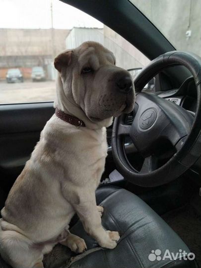 Шарпей вязка