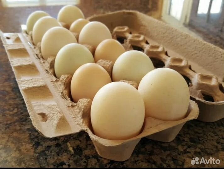 Утиные яйца