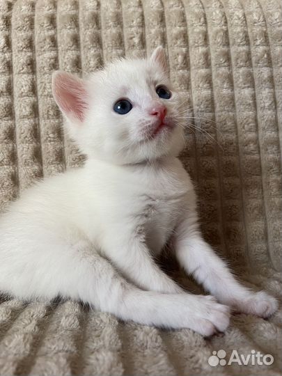 Отдам котенка