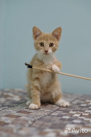 Солнечные малыши и их мама (кошка и котята)