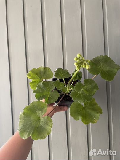 Пеларгония Ириол Eternite