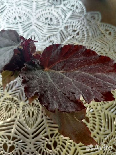 Бегония, хойя