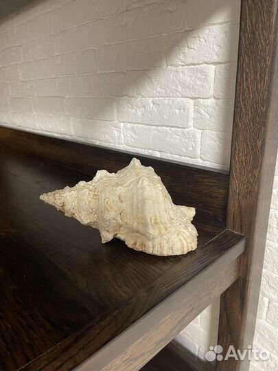 Ракушка морская большая