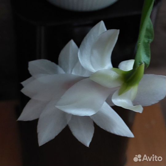 Шлюмбергера белая