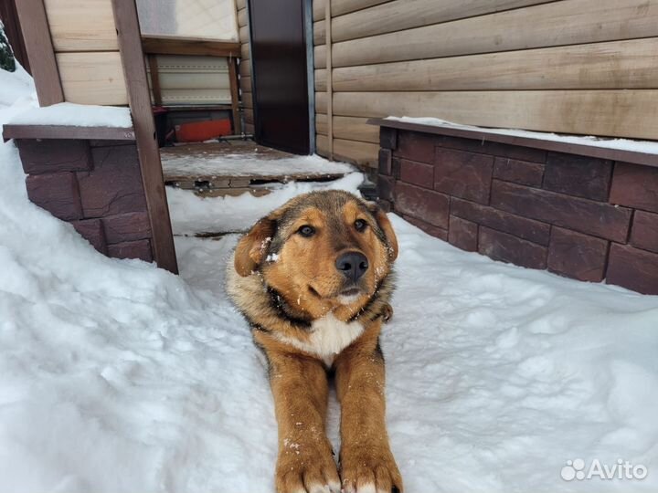 Щенок, 6 месяцев, мама - овчарка
