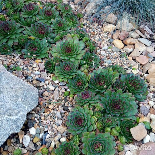 Молодило каменная роза (бесплатно)