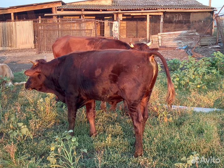 Бычки и коровы