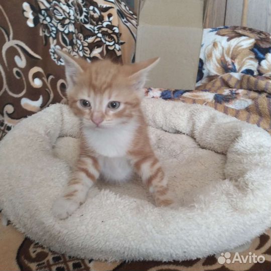 Кошка в дар бесплатно