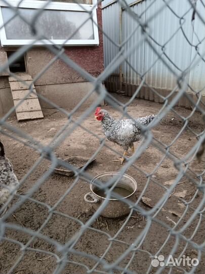 Молодой Петушок