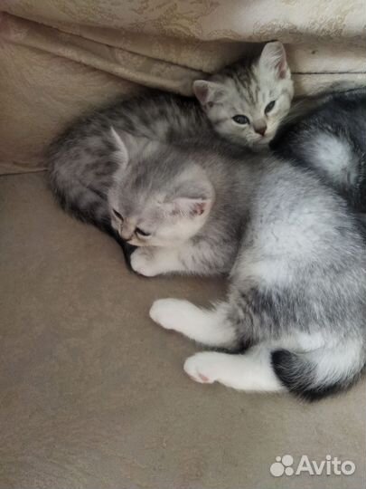 Котята scottish Fold