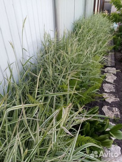 Фалярис Тростниковый