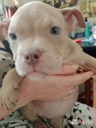 Амбулли покет