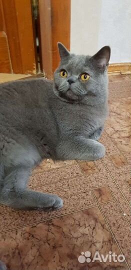 Британский мальчик Шер 1,5года привит кастрирован