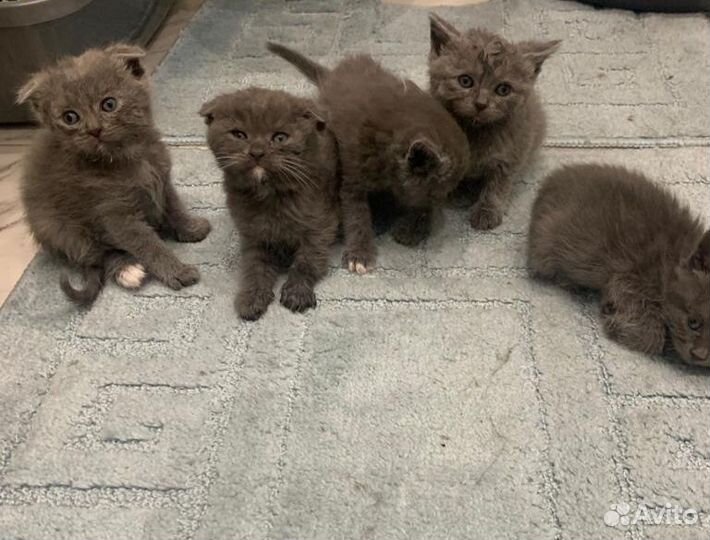 Шотландские котята