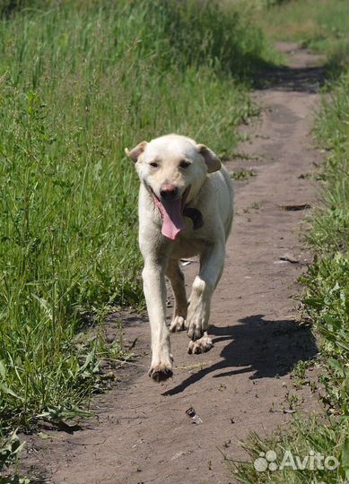 Собака в добрые руки