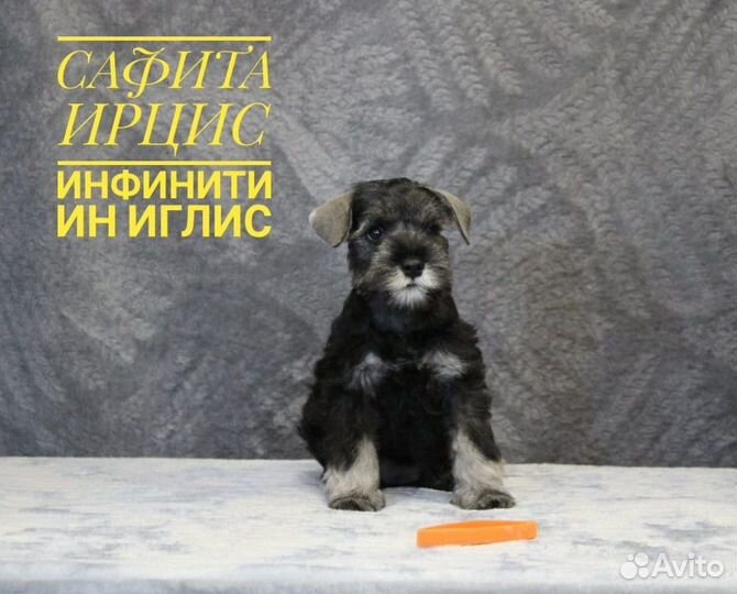 Щенки цвергшнауцера перец с солью