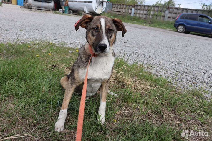 Собака в добрые руки отдам бесплатно