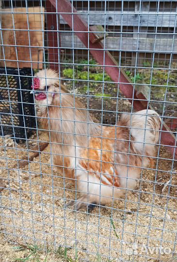 Петух китайский шелковый