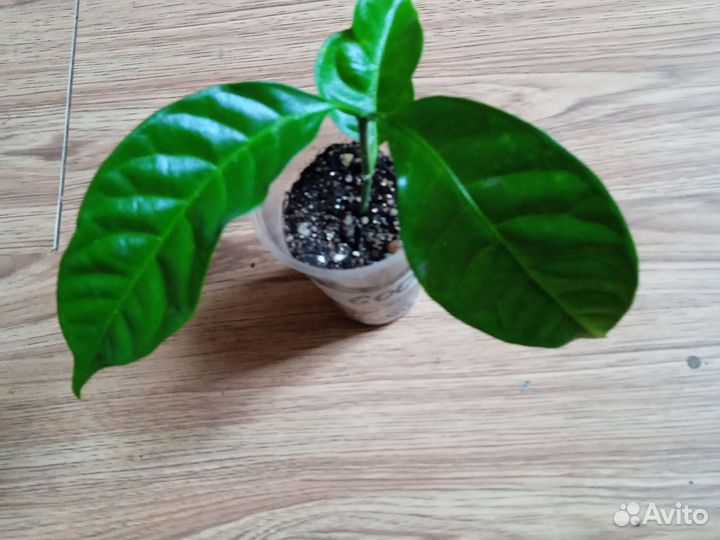 Табернемонтана, абутилон Тигр, монстера Манки