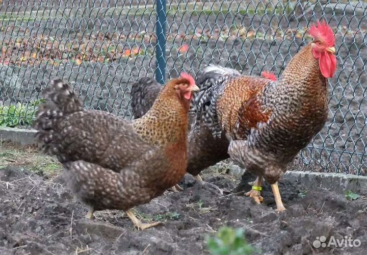 Куры молодки