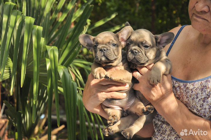 Щенки французики 2 мес голубой подпал палевоголубы