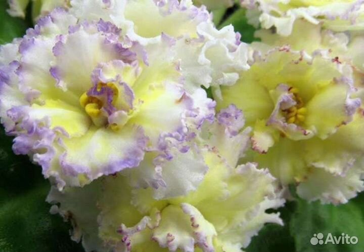 Фиалки (укор. листочки)