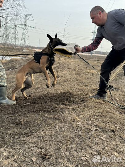 Малинуа кобели для вязки. Вязка малинуа