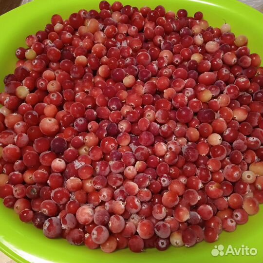 Продам клюкву