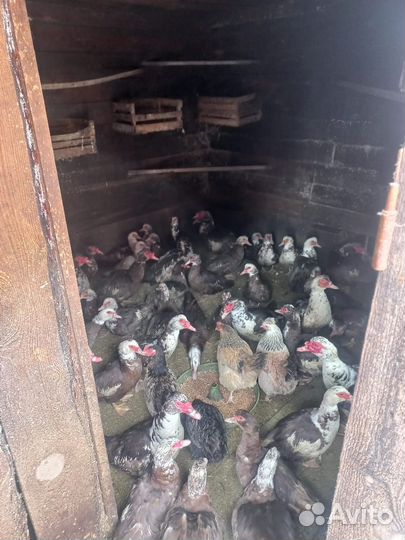 Подсадные утки