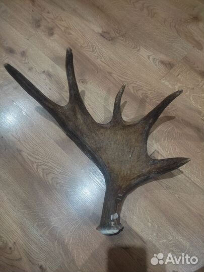 Продам рога лося