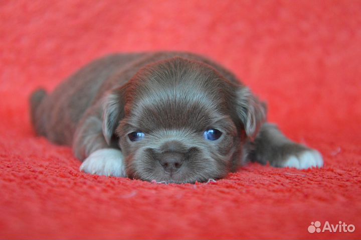 Лиловая длинношерстная красотка