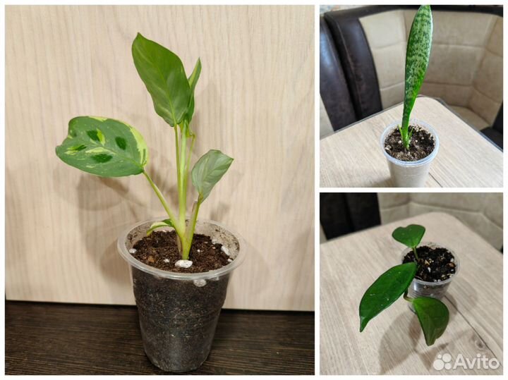 294. Комнатные цветы