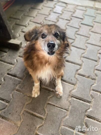 Собака в добрые руки