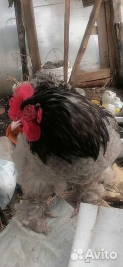 Петух кохинхин