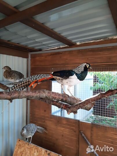 Фазан красное золото