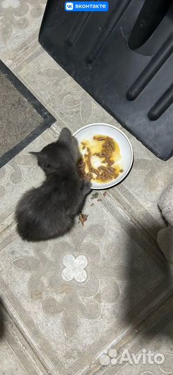 Котенок Мальчик серый