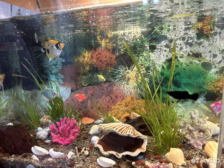 Аквариум