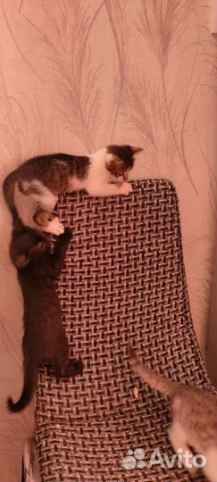 Котятки в добрые руки