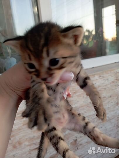 Британские котята