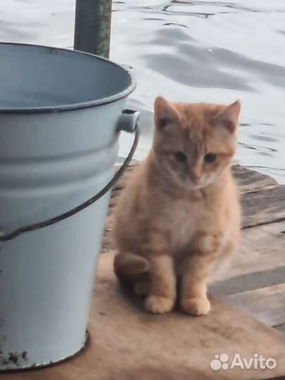 Рыжий котенок