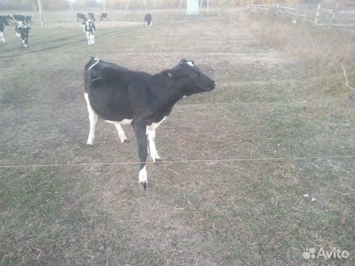 Бычки и телята