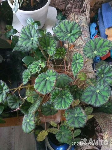 Бегонии другие цветы