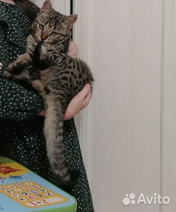 Кошечка в добрые руки