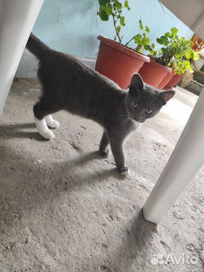 Котик в добрые руки